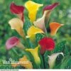 Calla Lily 'Spectrum Mix' 2 Calla Lily 'Spectrum Mix' -GardenJoy Sales Store ARUM V48756P A