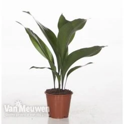 Aspidistra Elatior (House Plant) -GardenJoy Sales Store ASPI VKA2850 A