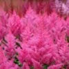 Astilbe Japonica 'Elisabeth Van Veen' -GardenJoy Sales Store ASTI V59295 A h