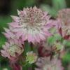 Astrantia Major 'Roma' -GardenJoy Sales Store ASTR V59556 A h