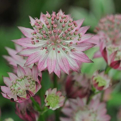 Astrantia Major 'Roma' 2 Astrantia Major 'Roma'