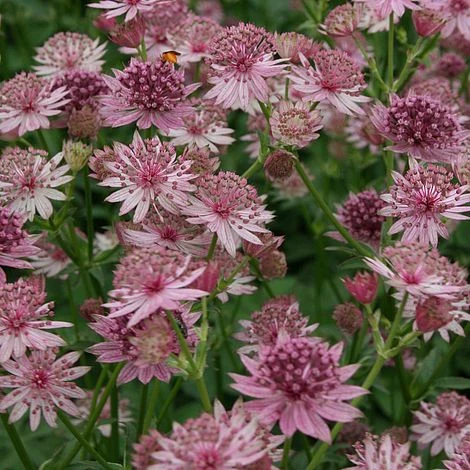 Astrantia Major 'Roma' 3 Astrantia Major 'Roma' - Image 2