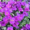 Aubrieta 'Axcent Deep Purple'
