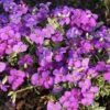 Aubrieta 'Dr. Mules Variegata' -GardenJoy Sales Store AUBR V59560 A h
