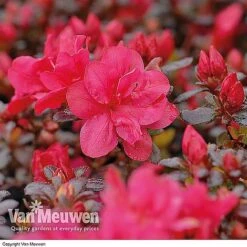 Azalea 'Dwarf Collection' 10 Azalea 'Dwarf Collection' -GardenJoy Sales Store AZAL V53136 B