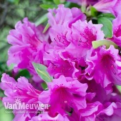 Azalea 'Dwarf Collection' 12 Azalea 'Dwarf Collection' -GardenJoy Sales Store AZAL V53136 D