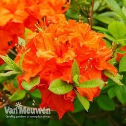 Azalea 'Dwarf Collection' 13 Azalea 'Dwarf Collection' -GardenJoy Sales Store AZAL V53136 E