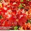 Azalea 'Dwarf Orange' -GardenJoy Sales Store AZAL DWARFORAN
