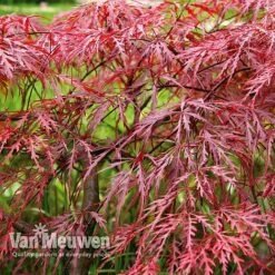 Acer Palmatum Var. Dissectum 'Rubrum' -GardenJoy Sales Store Acer dissectum rubrum