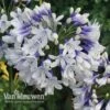 Agapanthus 'Twister' -GardenJoy Sales Store Agapanthus Twister