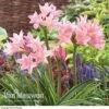 Amarcrinum Memoria-corsii 'Howardii' -GardenJoy Sales Store Amarcrinum howardii