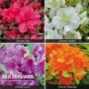 Azalea 'Dwarf Collection' 1 Azalea 'Dwarf Collection' -GardenJoy Sales Store Azalea Dwarf Collection