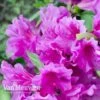 Azalea 'Dwarf Lilac' -GardenJoy Sales Store Azalea Dwarf Lilac