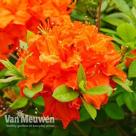 Azalea 'Dwarf Orange' 4 Azalea 'Dwarf Orange' - Image 2
