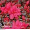 Azalea 'Dwarf Red' -GardenJoy Sales Store Azalea Dwarf Red