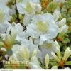 Azalea 'Dwarf White' -GardenJoy Sales Store Azalea Dwarf White