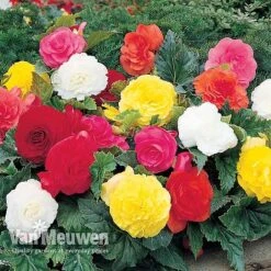 Begonia 'Double Flowered Mixed' 11 Begonia 'Double Flowered Mixed' -GardenJoy Sales Store BEGO 12544 A