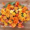 Begonia 'Cascading Fireball' -GardenJoy Sales Store BEGO 69301 A