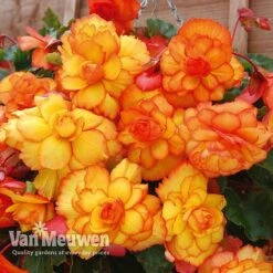 Begonia 'Cascading Fireball' -GardenJoy Sales Store BEGO 69301 C