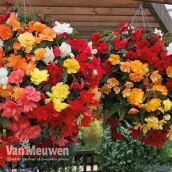 Begonia 'Illumination Mixed' -GardenJoy Sales Store BEGO P86758 B