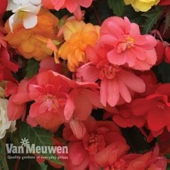 Begonia 'Illumination Mixed' -GardenJoy Sales Store BEGO P86758 C