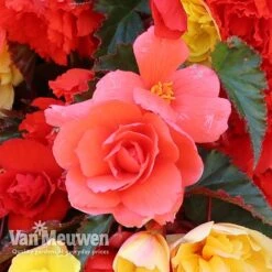 Begonia 'Illumination Mixed' -GardenJoy Sales Store BEGO P86758 D