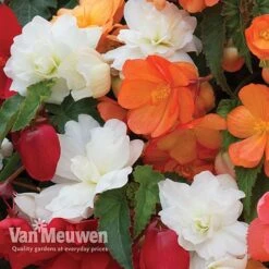 Begonia 'Illumination Mixed' -GardenJoy Sales Store BEGO P86758 E