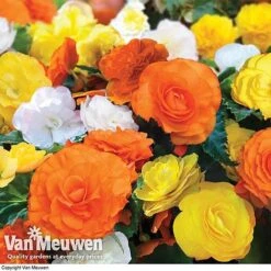 Begonia 'Nonstop Citrus Mix' 12 Begonia 'Nonstop Citrus Mix' -GardenJoy Sales Store BEGO V48976 A