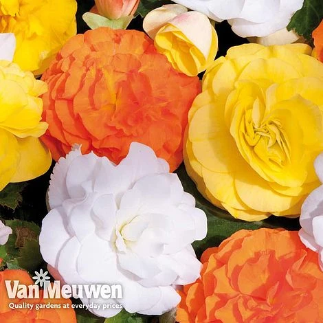 Begonia 'Nonstop Citrus Mix' 7 Begonia 'Nonstop Citrus Mix' - Image 5