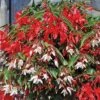 Begonia 'Starshine' -GardenJoy Sales Store BEGO V58403 A h