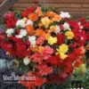 Begonia 'Illumination Mixed' -GardenJoy Sales Store BEGO V72065 A