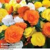 Begonia 'Nonstop Citrus Mix' -GardenJoy Sales Store BEGONIA NONSTOPMIXED KC6172 A