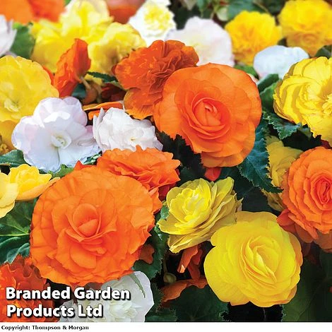 Begonia 'Nonstop Citrus Mix' 3 Begonia 'Nonstop Citrus Mix'