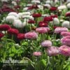 Bellis Perennis 'Bellissima Mixed' -GardenJoy Sales Store BELL V57241 A
