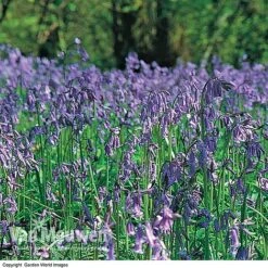 English Bluebells -GardenJoy Sales Store BLUE 26750 D