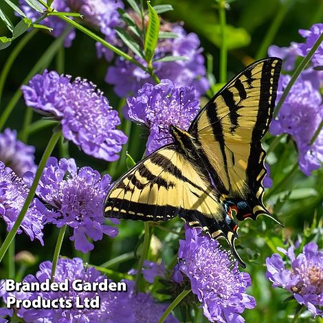 Scabious 'Blue Note' 3 Scabious 'Blue Note'