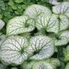 Brunnera Macrophylla 'Jack Frost' -GardenJoy Sales Store BRUN V58776 A h