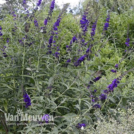 Delphinium 'Black Knight' 4 Delphinium 'Black Knight' - Image 2