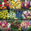 Value Spring Bulbs Collection 1 Value Spring Bulbs Collection -GardenJoy Sales Store BULB 69855V A h