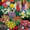 Summer Bulb Collection -GardenJoy Sales Store BULB 70027V A h
