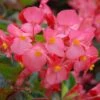 Begonia 'Whopper Mix' -GardenJoy Sales Store Begonia Whopper