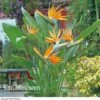 Bird Of Paradise Flower -GardenJoy Sales Store Bird Of Paradise Strelitzia