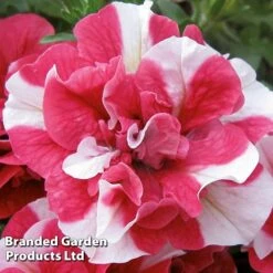 New Release -GardenJoy Sales Store BrandedGP Copyright Image cherry1