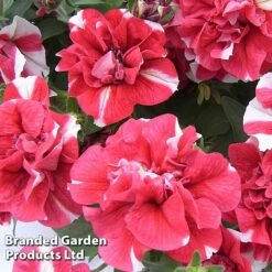 Petunia 'Cherry Ripple' (Tumbelina Series) -GardenJoy Sales Store BrandedGP Copyright Image cherry2