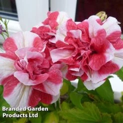 Petunia 'Cherry Ripple' (Tumbelina Series) -GardenJoy Sales Store BrandedGP Copyright Image cherry3