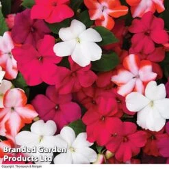 Nurseryman’s Choice Summer Favourites -GardenJoy Sales Store BrandedGP Copyright Image red impa