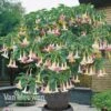 Angels Trumpet Tricolour 2 Angels Trumpet Tricolour -GardenJoy Sales Store Brugmansia Angels Trumpet Tricolour