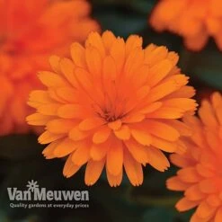 Calendula 'Power Daisy' Collection -GardenJoy Sales Store CALE VKA1013 C