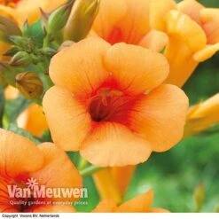 Campsis X Tagliabuana 'Indian Summer' -GardenJoy Sales Store CAMP V63780 F