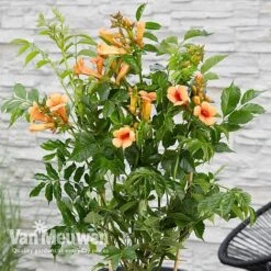 Campsis X Tagliabuana 'Indian Summer' -GardenJoy Sales Store CAMP V63780 c